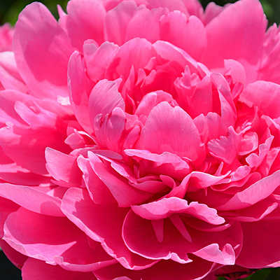 Paeonia l. 'J H Wigell'