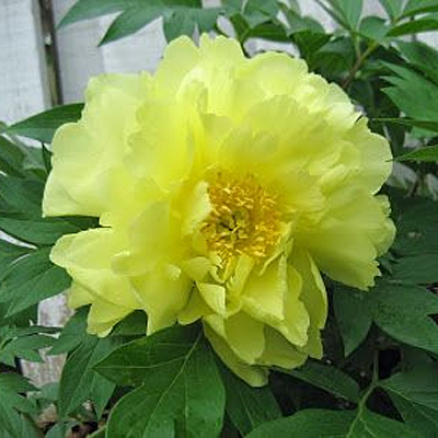 Paeonia x ITOH 'Yumi'