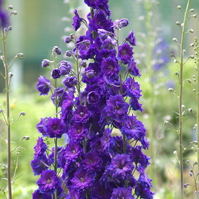 Delphinium e. 'Pagan Purples'