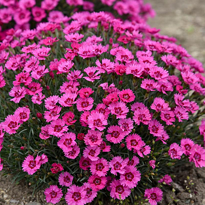 Dianthus x 'Paint the Town Fancy'