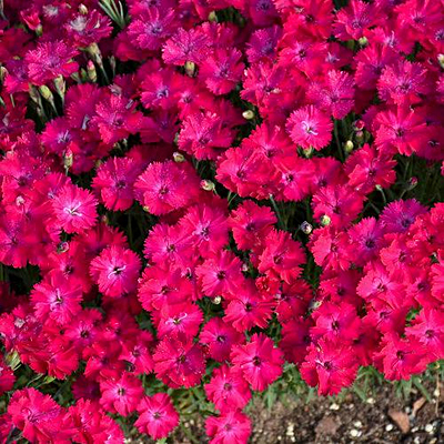 Dianthus x 'Paint the Town Red'