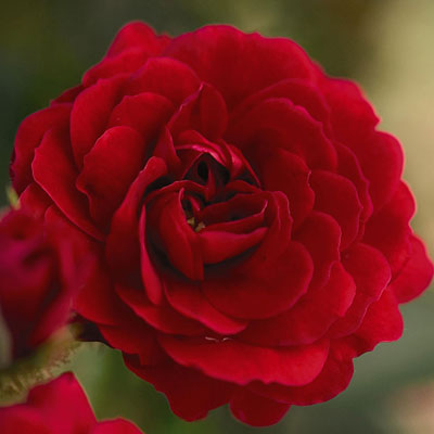 Rosa 'Paint the Town'