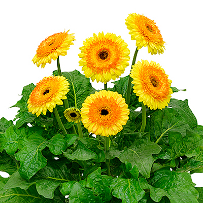 Gerbera 'Patio Painted Desert'