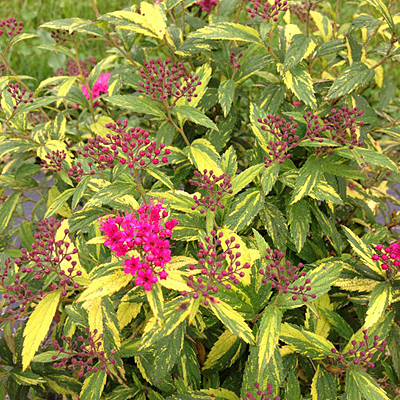 Spiraea j. 'DP Painted Lady'