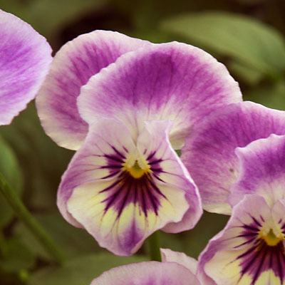 Viola x 'Painted Porcelain'