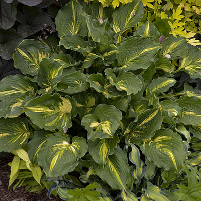 Hosta 'Lakeside Paisley Print'