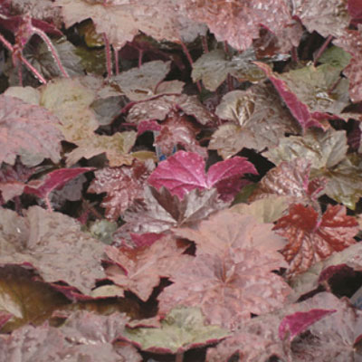 Heuchera m. 'Palace Purple Select'