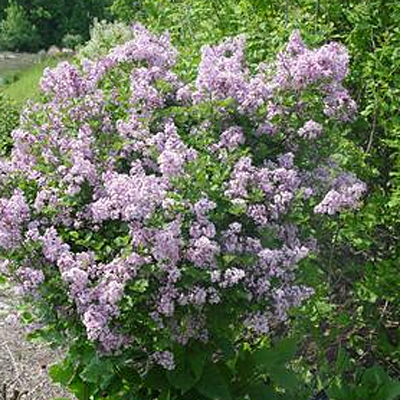 Syringa m. 'Palibin' (TREE)