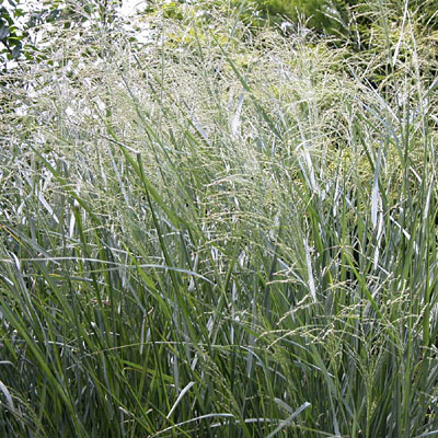 Panicum v. 'Cloud Nine'