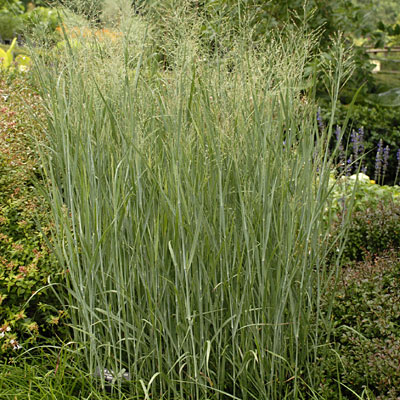Panicum v. 'Heavy Metal'