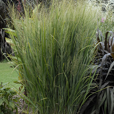 Panicum v. 'Northwind'