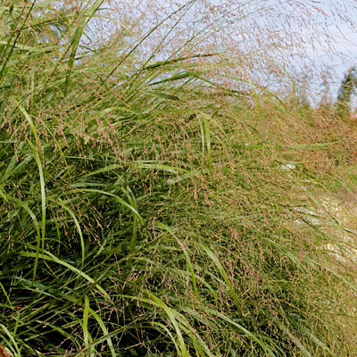 Panicum v. 'Prairie Sky'