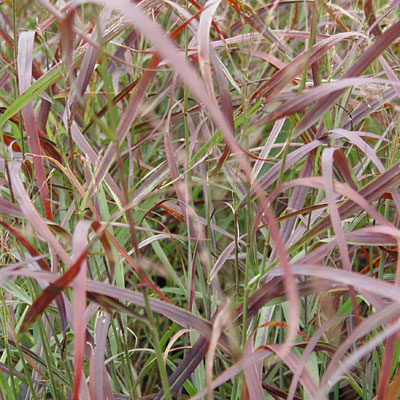 Panicum v. 'Ruby Ribbons'