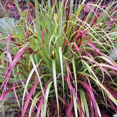 Panicum v. 'Shenandoah'