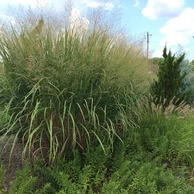 Panicum v. 'Thundercloud'