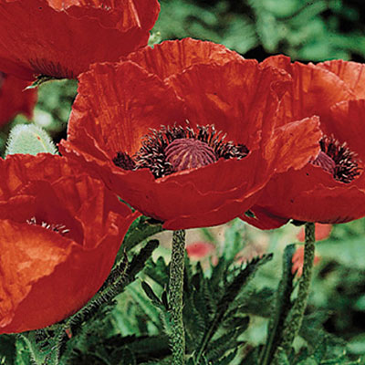 Papaver o. 'Beauty of Livermere'