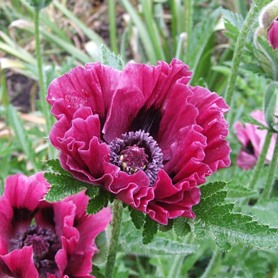 Papaver o. 'Harlem'