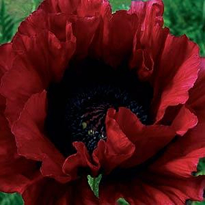 Papaver o. 'Heartbeat'
