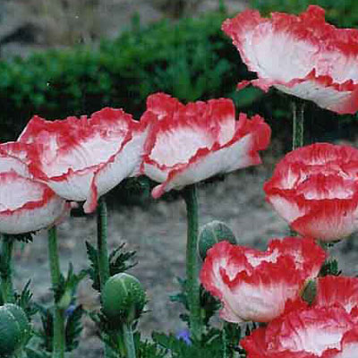 Papaver o. 'Place Pigalle'