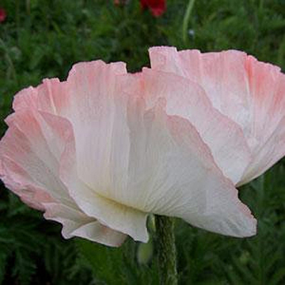 Papaver o. 'Shasta'