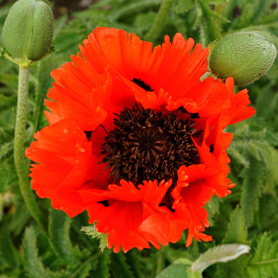 Papaver o. 'Turkenlouis'