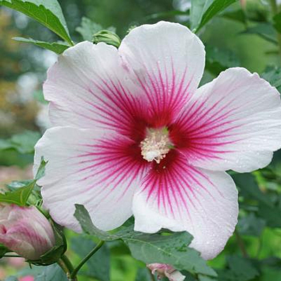 Hibiscus s. 'Paraplu Pink Ink'