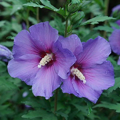 Hibiscus s. 'Paraplu Violet'