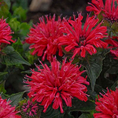 Monarda d. 'Pardon My Cerise'