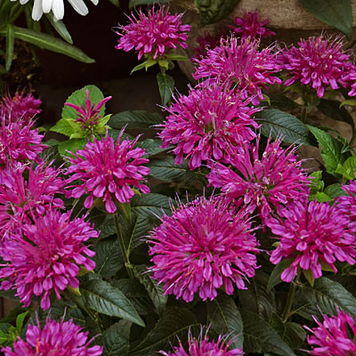 Monarda d. 'Pardon My Purple'