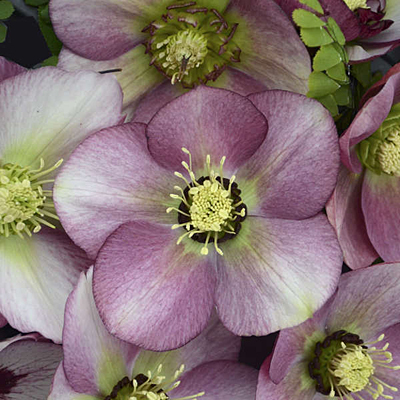 Helleborus x 'Paris in Pink'