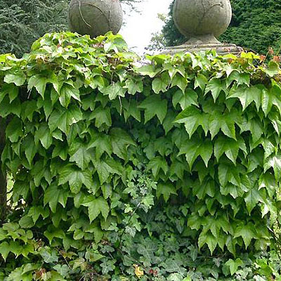 Parthenocissus