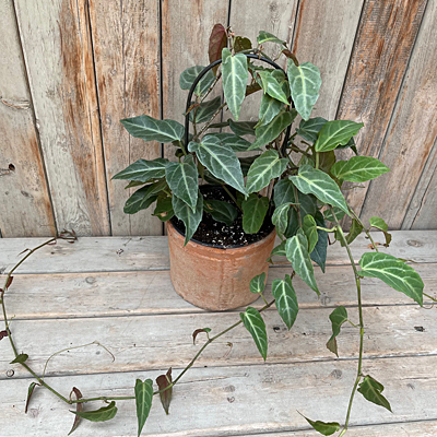 Parthenocissus amazonica
