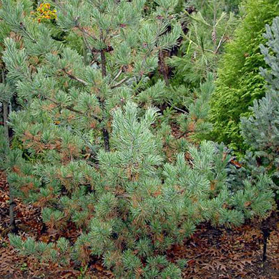 Pinus pa. 'Glauca'