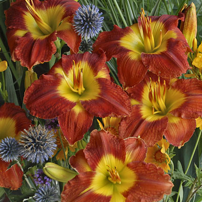 Hemerocallis 'Passion for Red'
