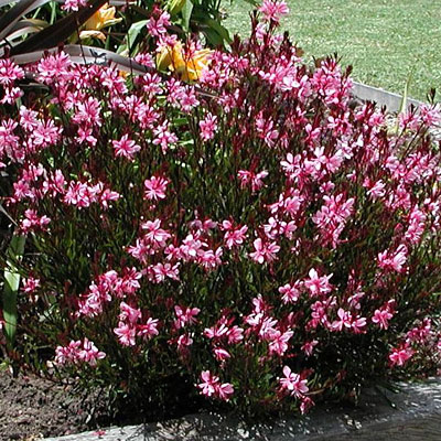 Gaura l. 'Passionate Blush'