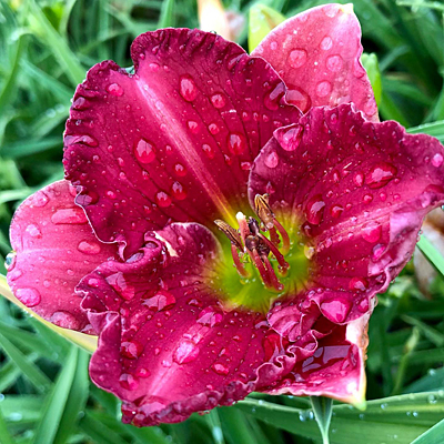 Hemerocallis 'Passionate Returns'