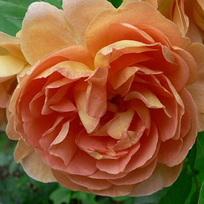 Rosa 'Pat Austin'
