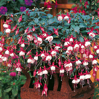 Fuchsia 'Aretes Patio Princess'