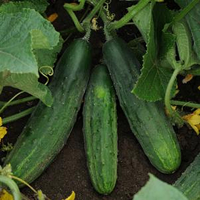 Cucumber 'Patio Snacker'