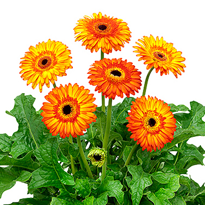 Gerbera 'Patio Volcanoes'