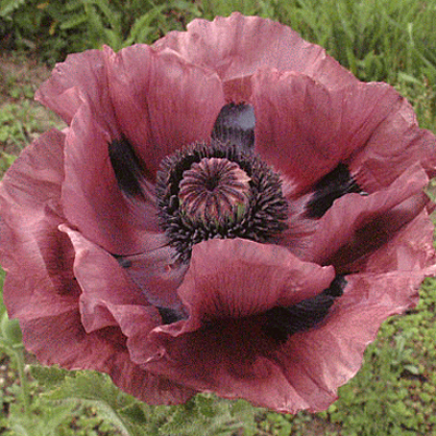 Papaver o. 'Patty's Plum'