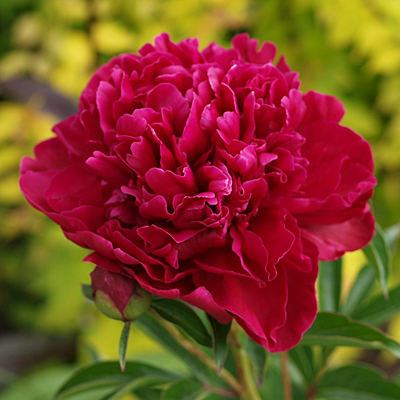 Paeonia l. 'Paul M. Wild'