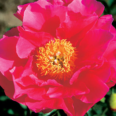 Paeonia l. 'Paula Fay'