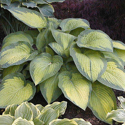 Hosta 'Paul's Glory'