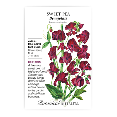 Seeds - BI Sweet Pea Beaujolais