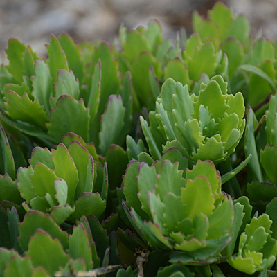 Sedum x 'Peace and Joy'