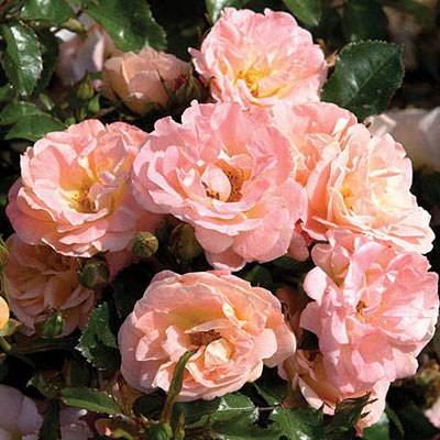 Rosa 'Drift Peach'