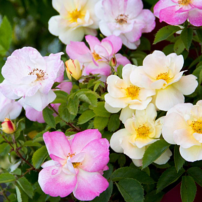 Rosa 'Peach Lemonade'