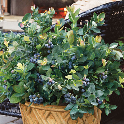 Vaccinium x 'Peach Sorbet'