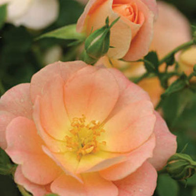 Rosa 'Oso Easy Peachy Cream'